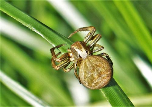Xysticus sp.
